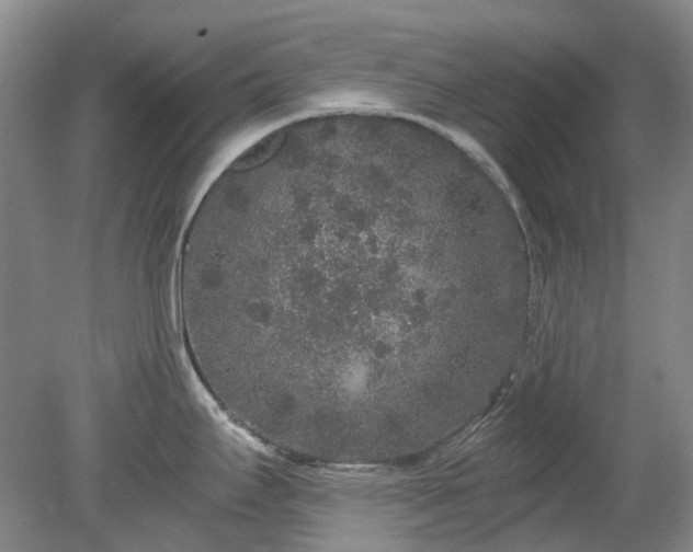 X0000078281295200611101124