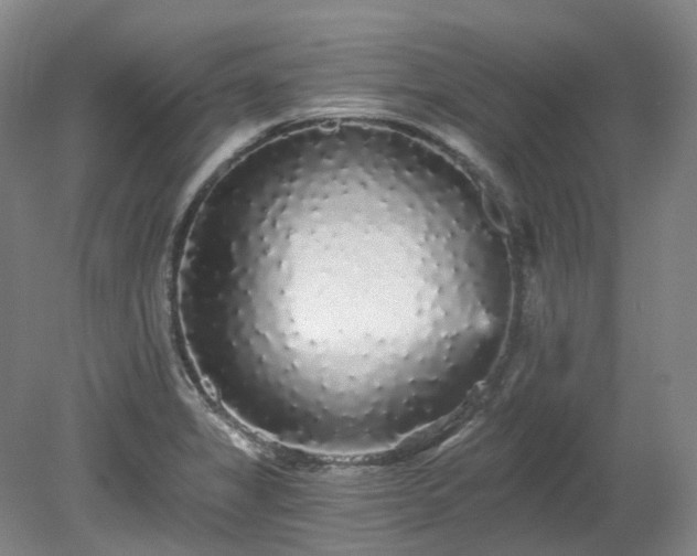 X0000078281325200611101123