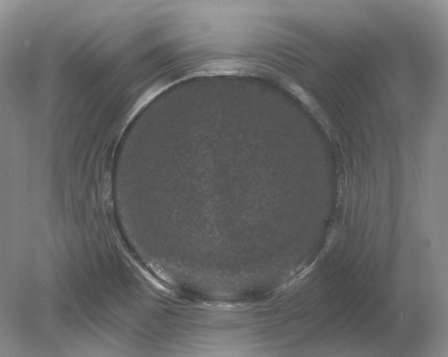 X0000078281465200611101121