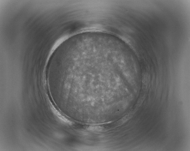 X0000078281466200611101121