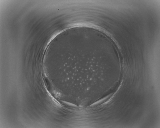 X0000078281529200611101120