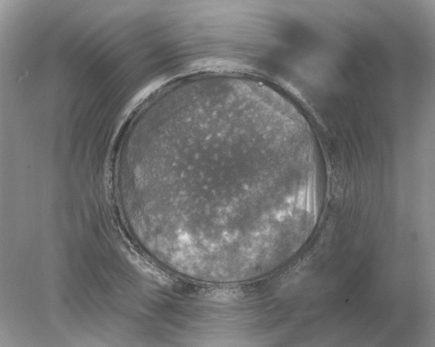 X0000078281074200611172050