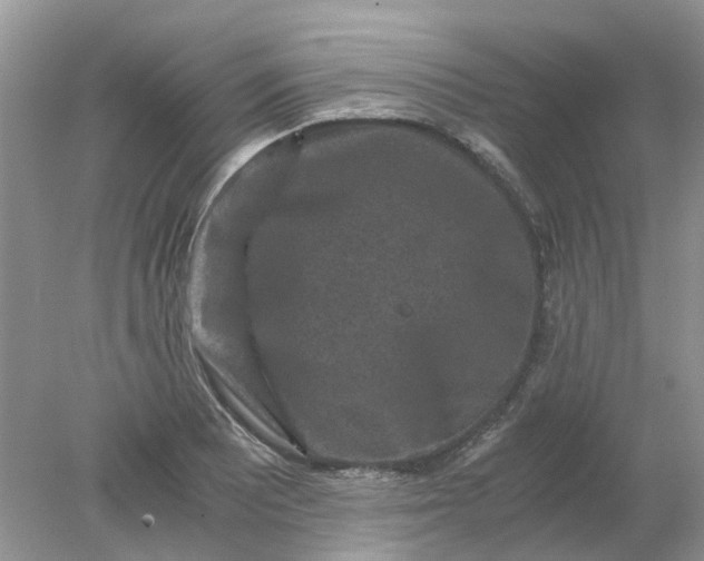 X0000078281081200611172050