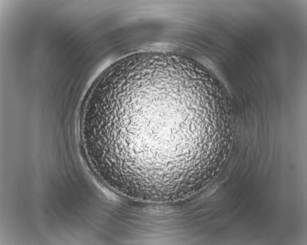 X0000078281083200611172050