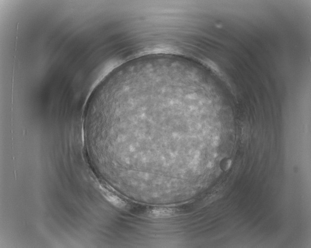 X0000078281274200611172047