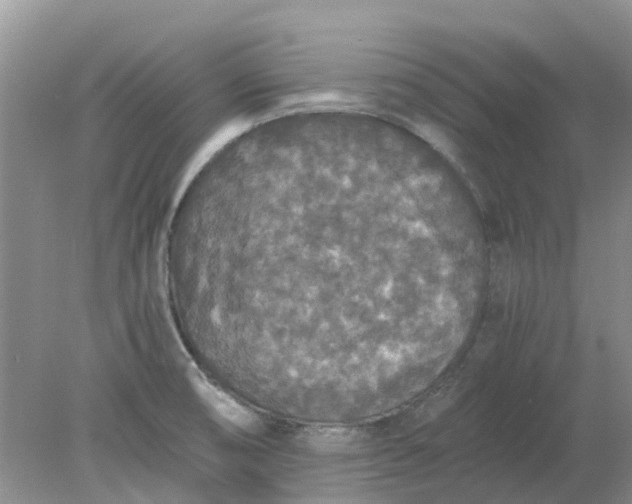 X0000078281474200611172044