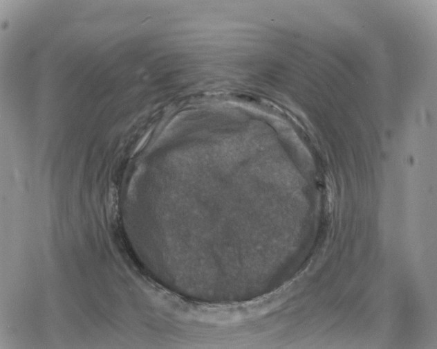 X0000078280029200611251429