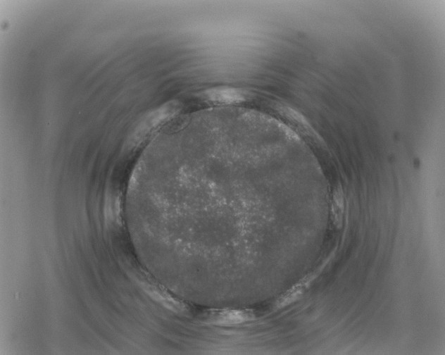 X0000078280330200611251424