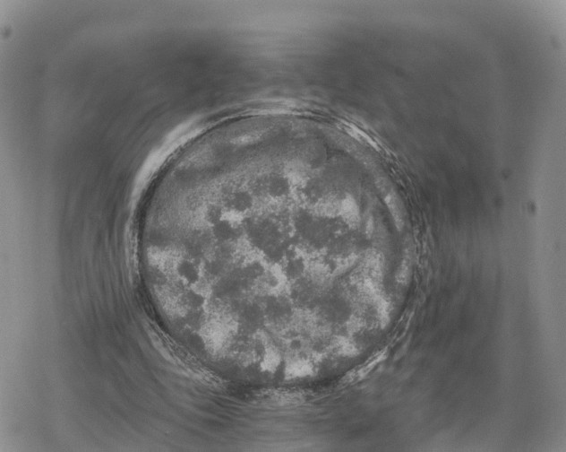 X0000078280343200611251424