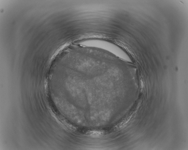 X0000078280352200611251424