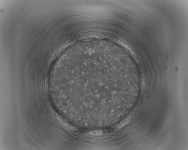 X0000078280353200611251424