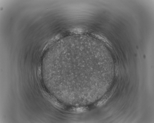 X0000078280365200611251424