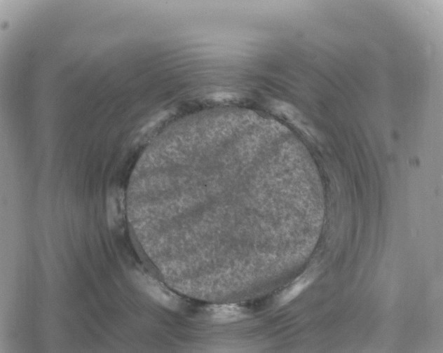 X0000078280528200611251421