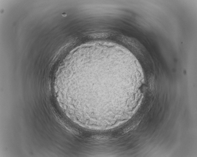 X0000078280733200611251417