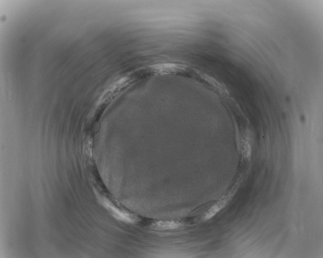 X0000078280766200611251418