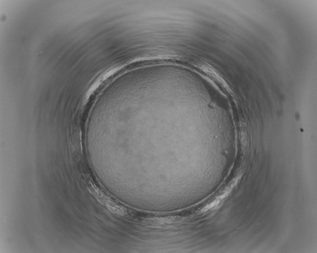 X0000078280781200611251417