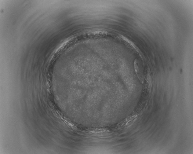 X0000078280823200611251416