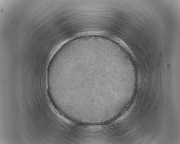 X0000078280844200611251416