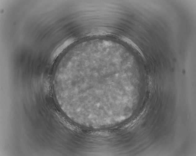 X0000078280874200611251416