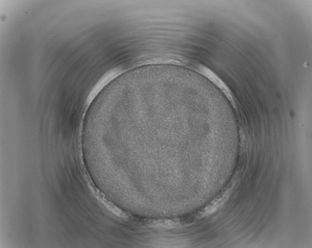 X0000078281002200611251413