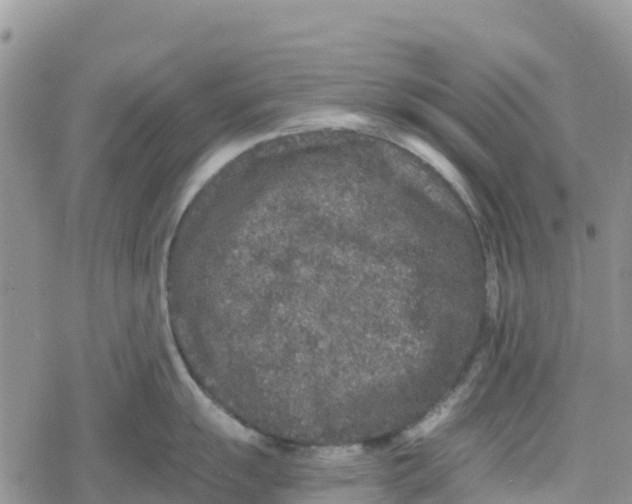 X0000078281055200611251413