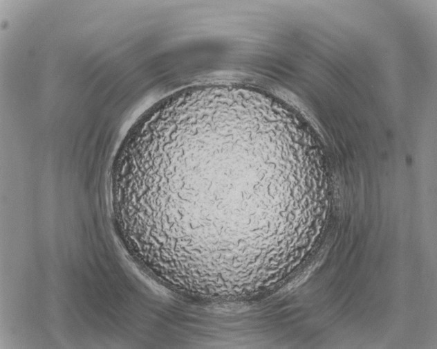 X0000078281083200611251412