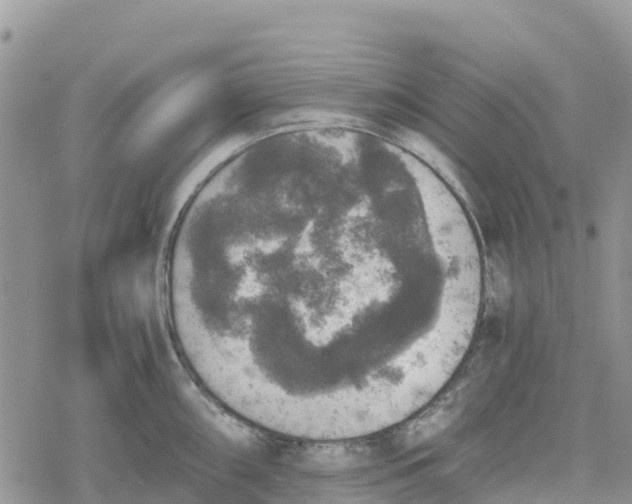 X0000078281098200611251412