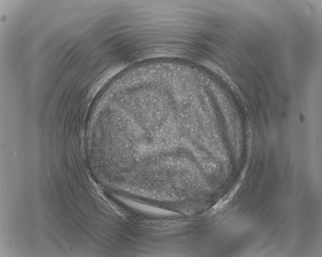 X0000078281121200611251411