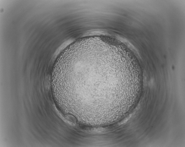 X0000078281233200611251410