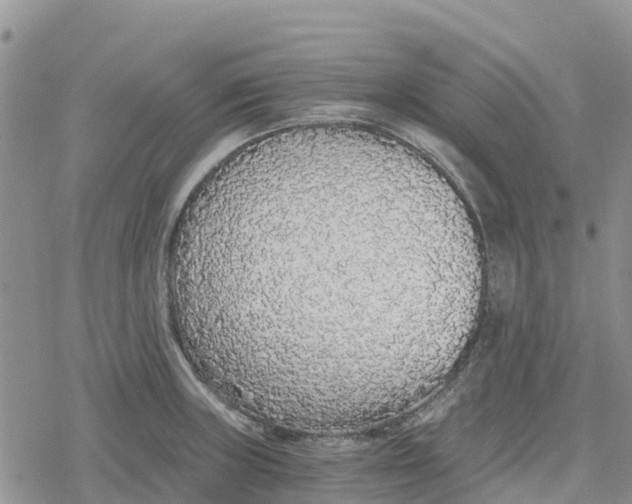 X0000078281235200611251410