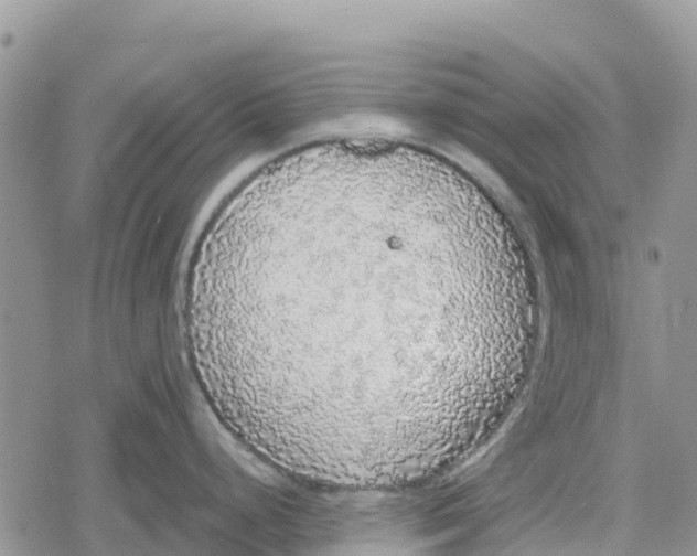 X0000078281248200611251410