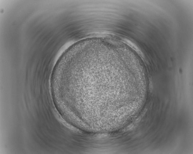 X0000078281283200611251409