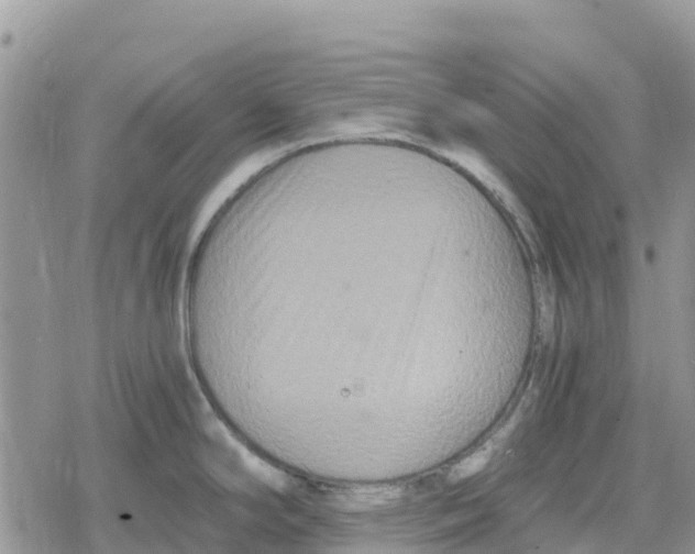 X0000078281294200611251409