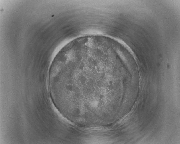 X0000078281295200611251409