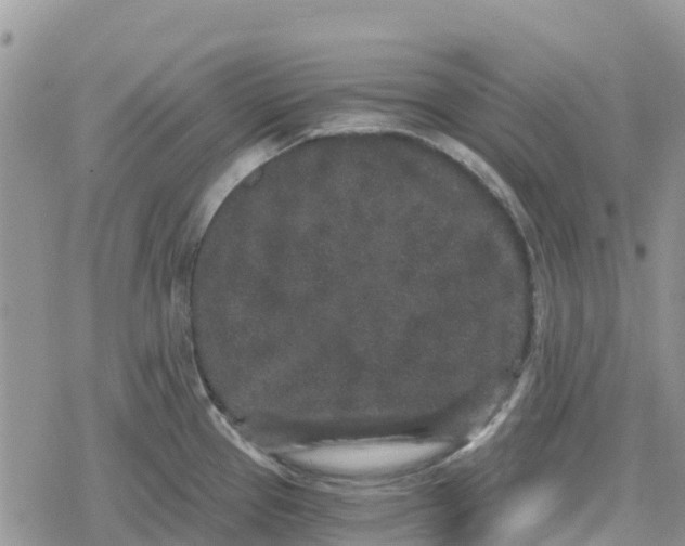 X0000078281337200611251409