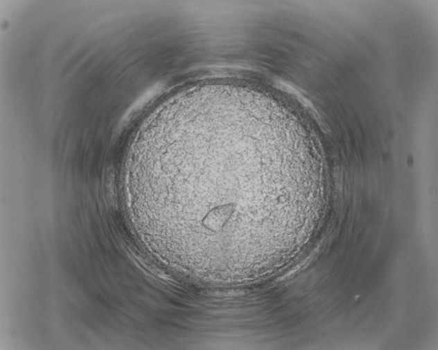 X0000078281403200611251406