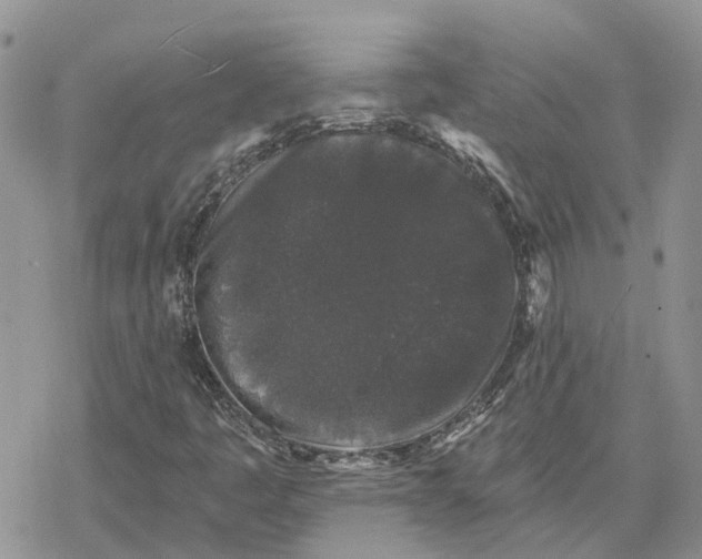 X0000078281445200611251406