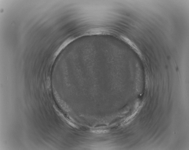 X0000078281465200611251406