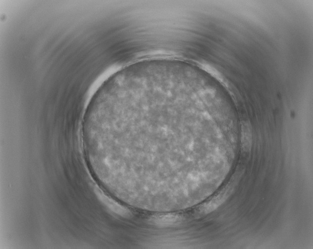 X0000078281474200611251406