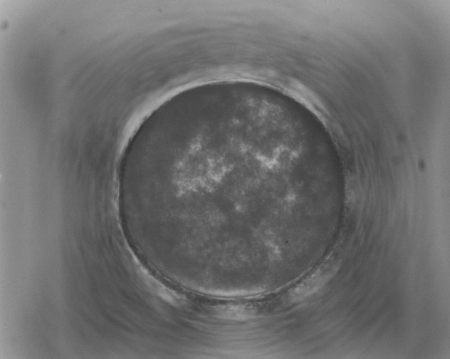 X0000078281508200611251405