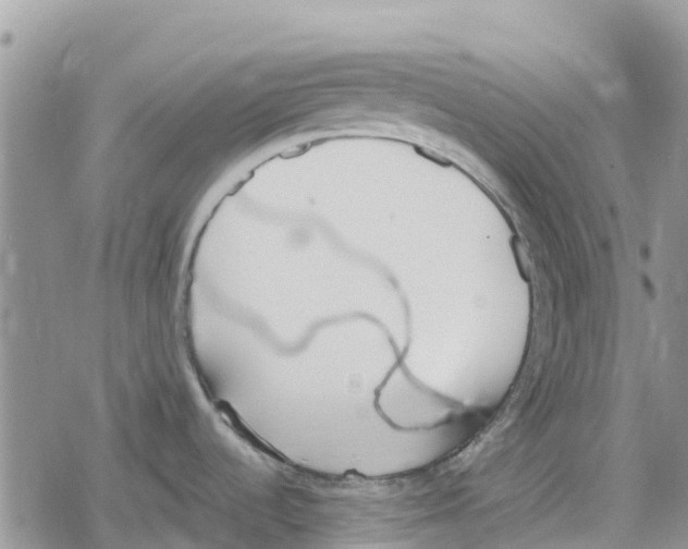 X0000078281536200611251406