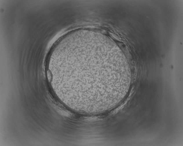 X0000078280246200612011751