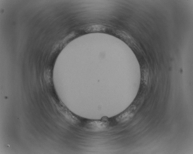 X0000078280326200612011750