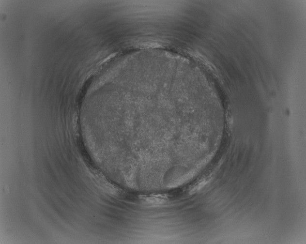 X0000078280359200612011750