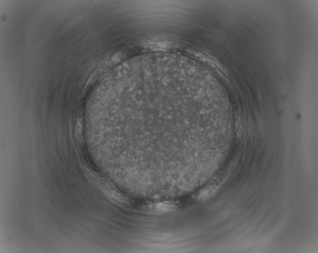 X0000078280365200612011750