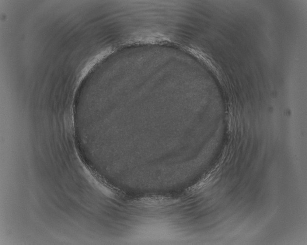 X0000078280630200612011745