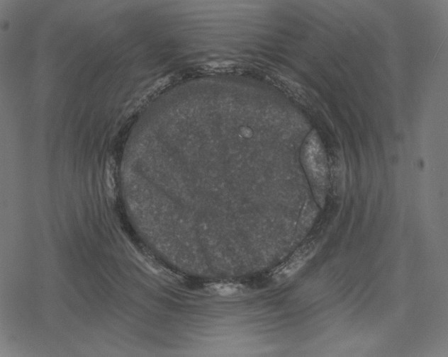 X0000078280654200612011745