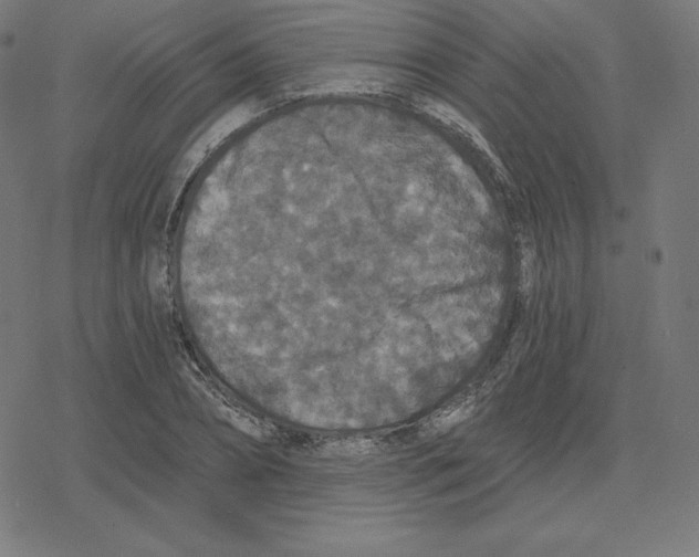 X0000078280882200612011741