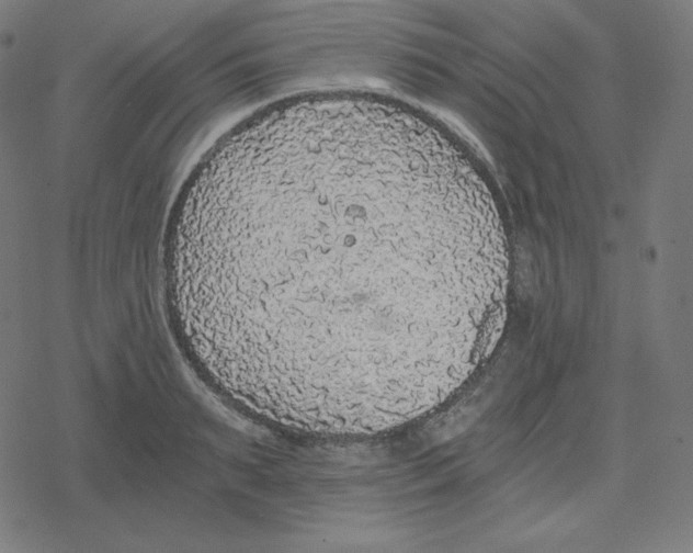 X0000078280895200612011741