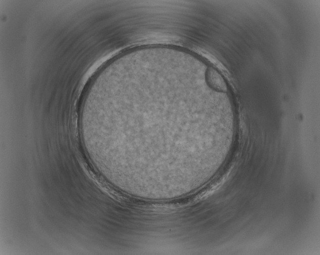 X0000078280933200612011740